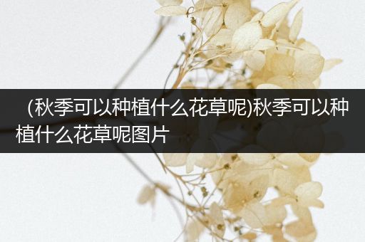 （秋季可以种植什么花草呢)秋季可以种植什么花草呢图片