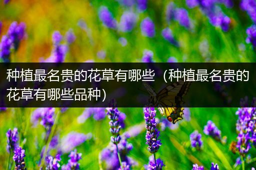 种植最名贵的花草有哪些（种植最名贵的花草有哪些品种）