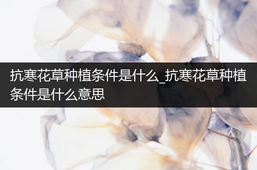抗寒花草种植条件是什么_抗寒花草种植条件是什么意思