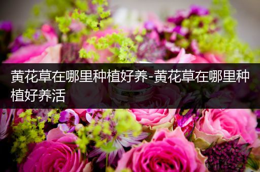 黄花草在哪里种植好养-黄花草在哪里种植好养活