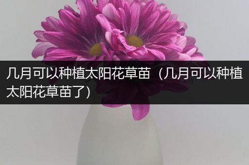 几月可以种植太阳花草苗（几月可以种植太阳花草苗了）