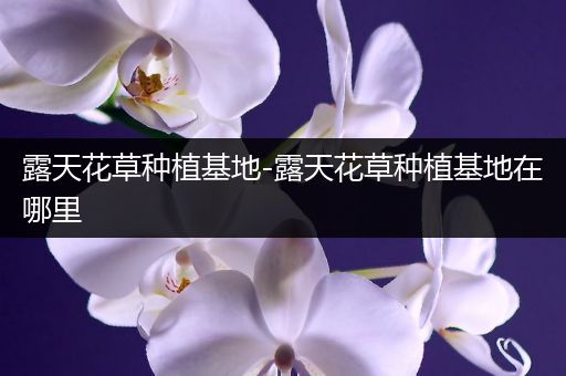 露天花草种植基地-露天花草种植基地在哪里