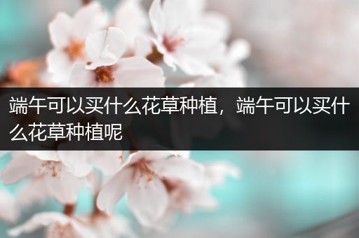 端午可以买什么花草种植，端午可以买什么花草种植呢