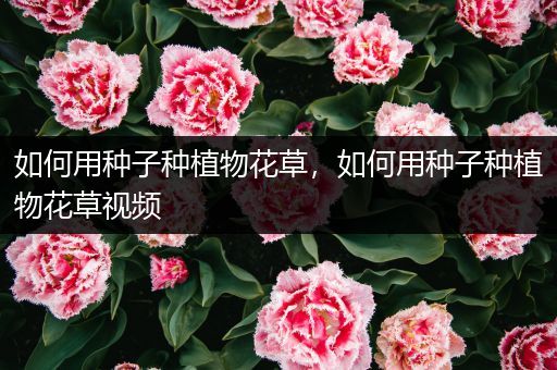 如何用种子种植物花草，如何用种子种植物花草视频