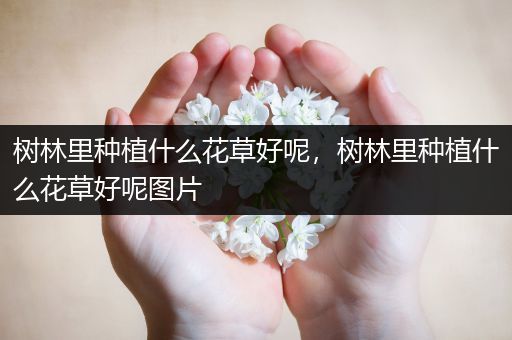 树林里种植什么花草好呢，树林里种植什么花草好呢图片