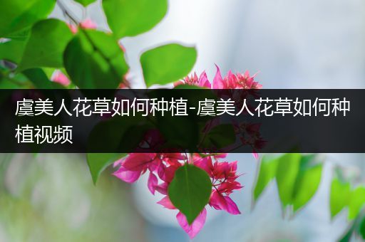 虞美人花草如何种植-虞美人花草如何种植视频
