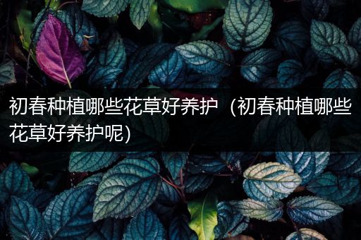 初春种植哪些花草好养护（初春种植哪些花草好养护呢）