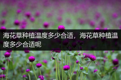 海花草种植温度多少合适，海花草种植温度多少合适呢