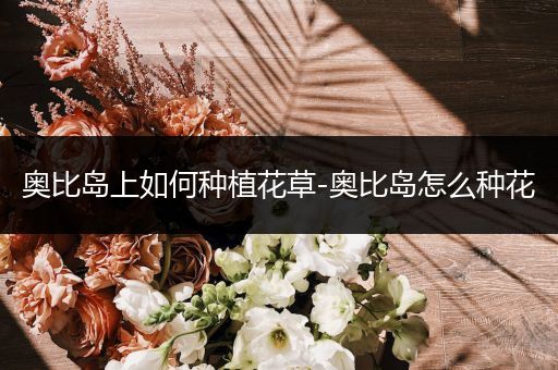 奥比岛上如何种植花草-奥比岛怎么种花