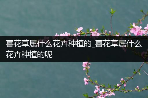 喜花草属什么花卉种植的_喜花草属什么花卉种植的呢