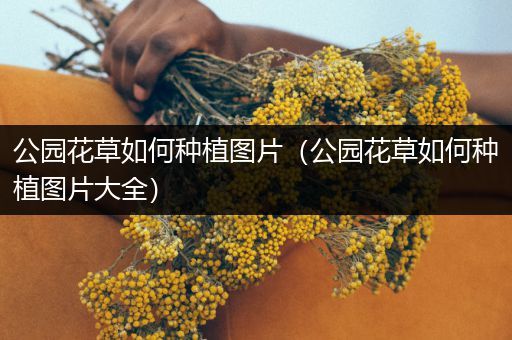 公园花草如何种植图片（公园花草如何种植图片大全）