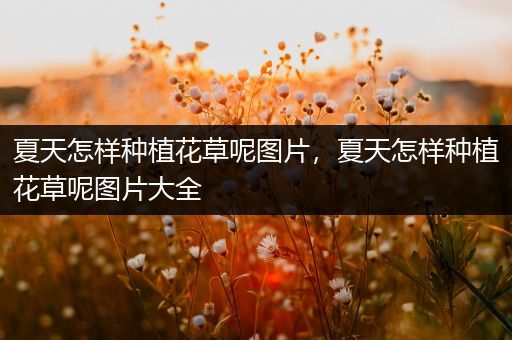 夏天怎样种植花草呢图片，夏天怎样种植花草呢图片大全