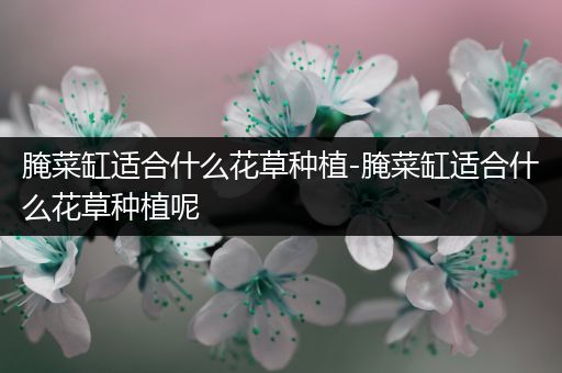 腌菜缸适合什么花草种植-腌菜缸适合什么花草种植呢