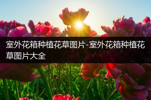 室外花箱种植花草图片-室外花箱种植花草图片大全