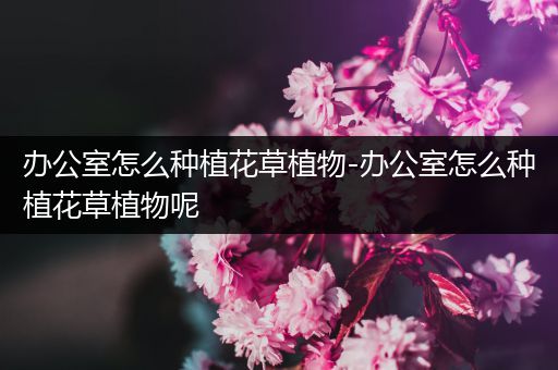 办公室怎么种植花草植物-办公室怎么种植花草植物呢