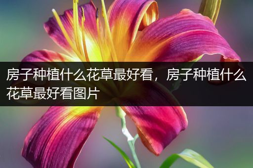 房子种植什么花草最好看，房子种植什么花草最好看图片