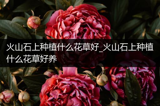 火山石上种植什么花草好_火山石上种植什么花草好养