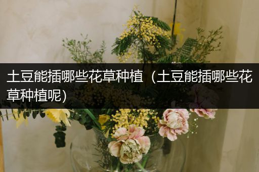 土豆能插哪些花草种植（土豆能插哪些花草种植呢）