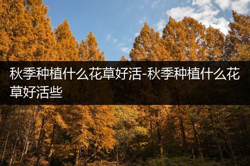 秋季种植什么花草好活-秋季种植什么花草好活些