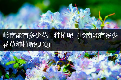 岭南能有多少花草种植呢（岭南能有多少花草种植呢视频）