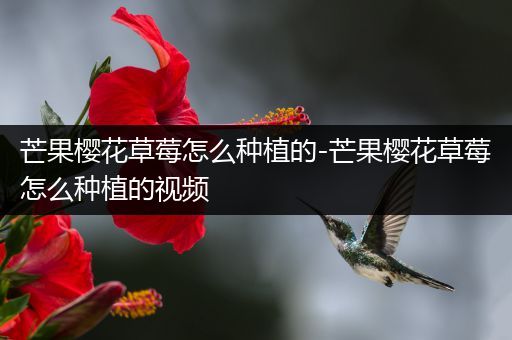 芒果樱花草莓怎么种植的-芒果樱花草莓怎么种植的视频