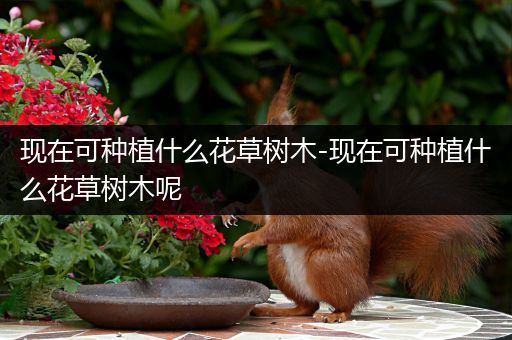 现在可种植什么花草树木-现在可种植什么花草树木呢