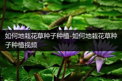 如何地栽花草种子种植-如何地栽花草种子种植视频