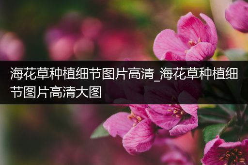 海花草种植细节图片高清_海花草种植细节图片高清大图