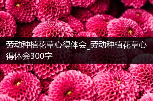 劳动种植花草心得体会_劳动种植花草心得体会300字
