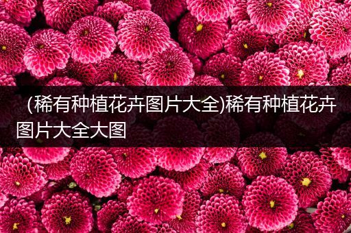 （稀有种植花卉图片大全)稀有种植花卉图片大全大图