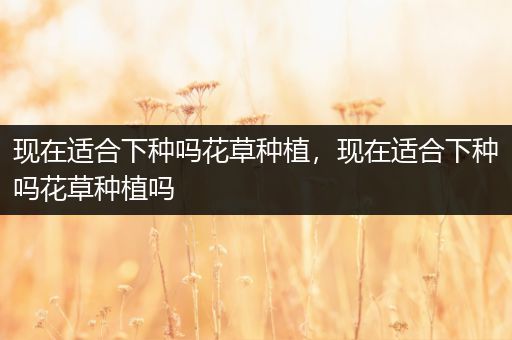现在适合下种吗花草种植，现在适合下种吗花草种植吗