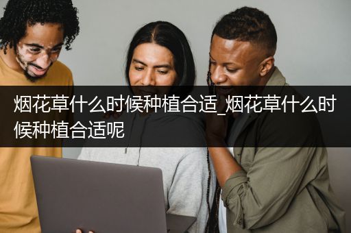 烟花草什么时候种植合适_烟花草什么时候种植合适呢