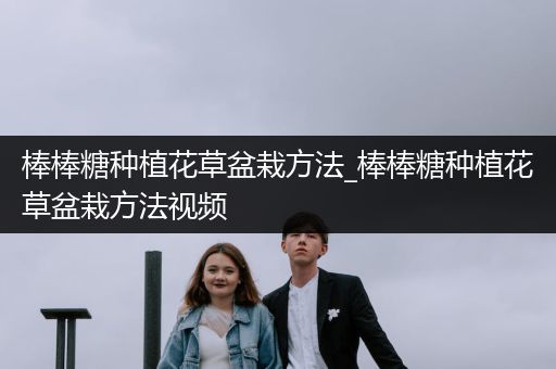 棒棒糖种植花草盆栽方法_棒棒糖种植花草盆栽方法视频