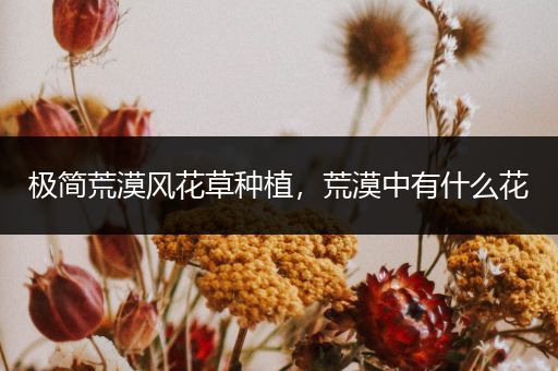 极简荒漠风花草种植，荒漠中有什么花