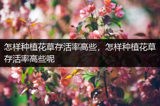 怎样种植花草存活率高些，怎样种植花草存活率高些呢