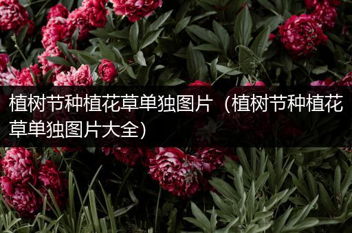 植树节种植花草单独图片（植树节种植花草单独图片大全）