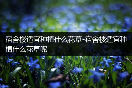 宿舍楼适宜种植什么花草-宿舍楼适宜种植什么花草呢