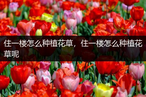 住一楼怎么种植花草，住一楼怎么种植花草呢