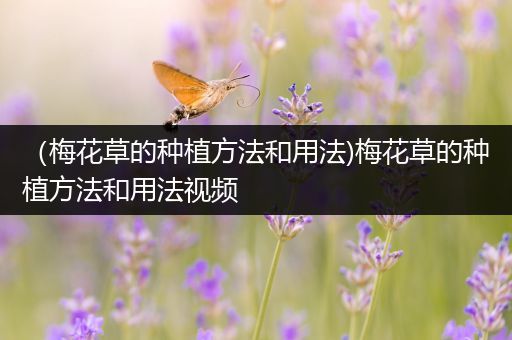 （梅花草的种植方法和用法)梅花草的种植方法和用法视频