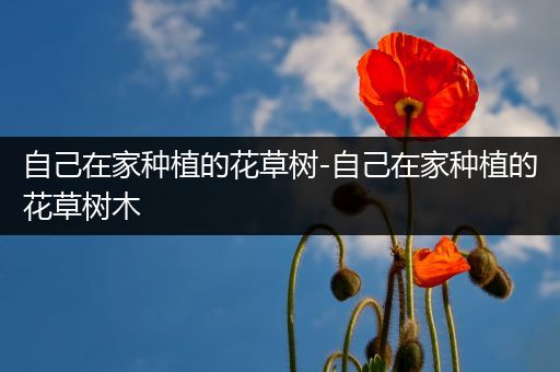 自己在家种植的花草树-自己在家种植的花草树木