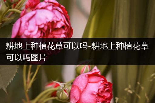 耕地上种植花草可以吗-耕地上种植花草可以吗图片