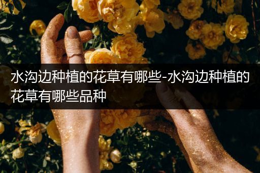 水沟边种植的花草有哪些-水沟边种植的花草有哪些品种