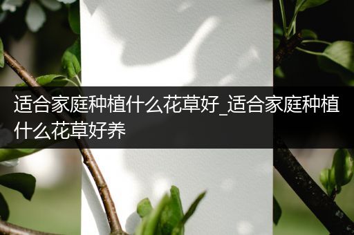 适合家庭种植什么花草好_适合家庭种植什么花草好养