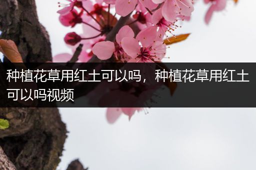 种植花草用红土可以吗，种植花草用红土可以吗视频