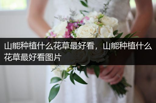 山能种植什么花草最好看，山能种植什么花草最好看图片