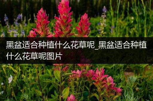 黑盆适合种植什么花草呢_黑盆适合种植什么花草呢图片