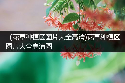 （花草种植区图片大全高清)花草种植区图片大全高清图
