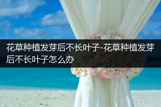 花草种植发芽后不长叶子-花草种植发芽后不长叶子怎么办
