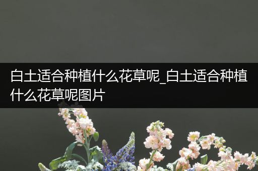 白土适合种植什么花草呢_白土适合种植什么花草呢图片
