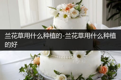 兰花草用什么种植的-兰花草用什么种植的好